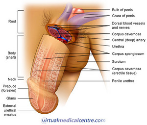 A Guide to Men’s Sexual Health