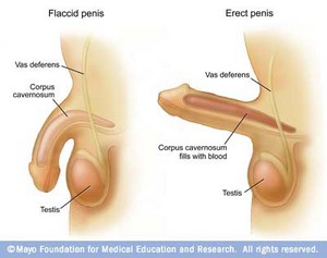 Frequent Sex and Good Health